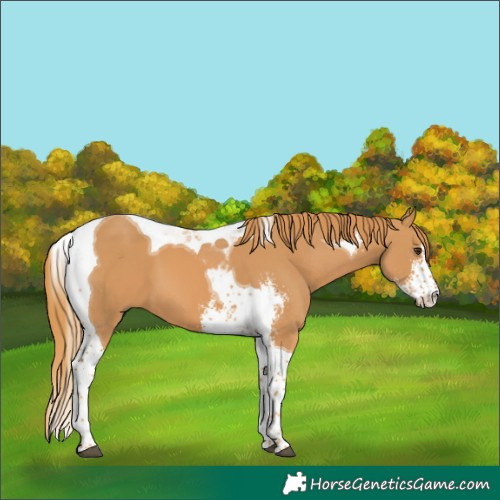 Horse Color:Chestnut Sabino Tobiano 