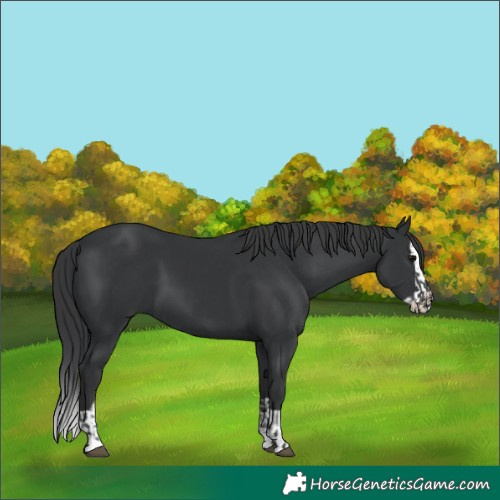 Horse Color:Black and Black Splash