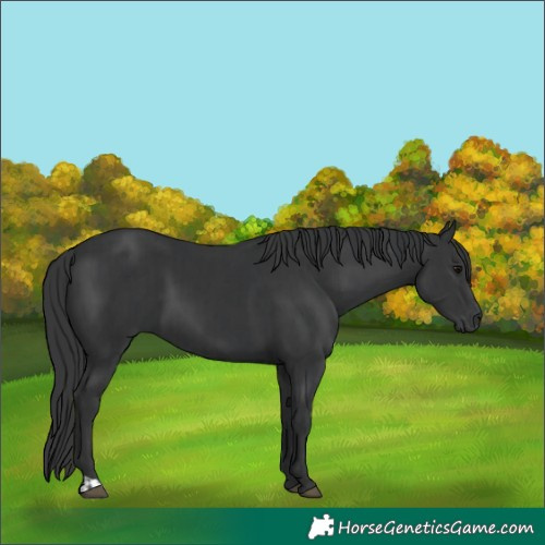 Horse Color:Black and Black