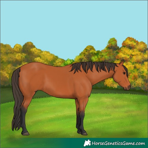 Horse Color:Bay 