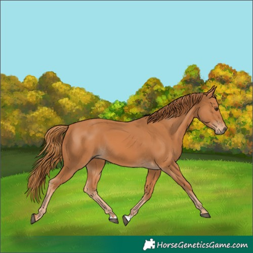 Horse Color:Chestnut 