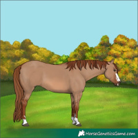 Horse Color:Red Dun