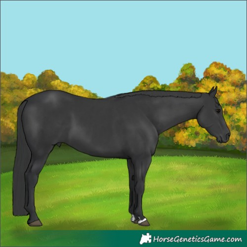 Horse Color:Black  and Black 