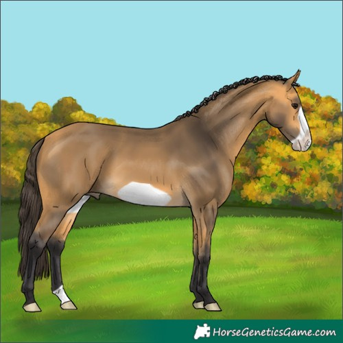 Horse Color:Buckskin Frame 
