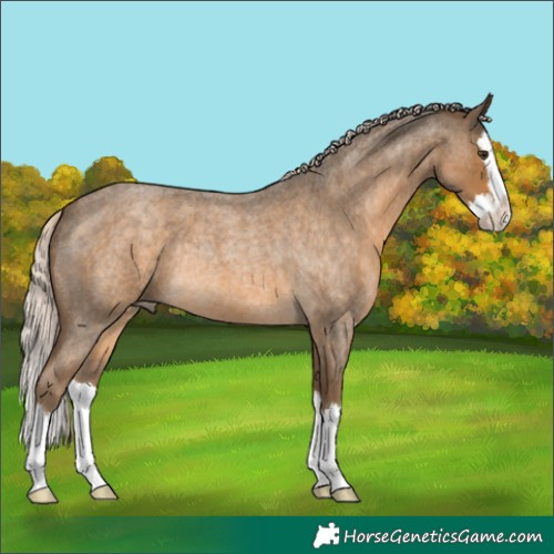 Horse Color:Chocolate Palomino Roan Splash Rabicano