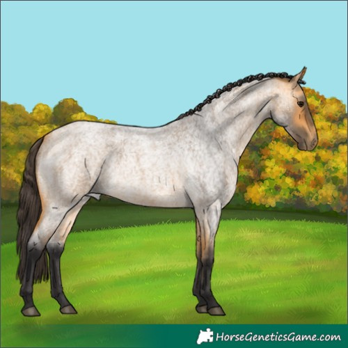 Horse Color:Buckskin Roan