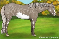 Horse Color:Silver Grullo Ice Splash Frame 