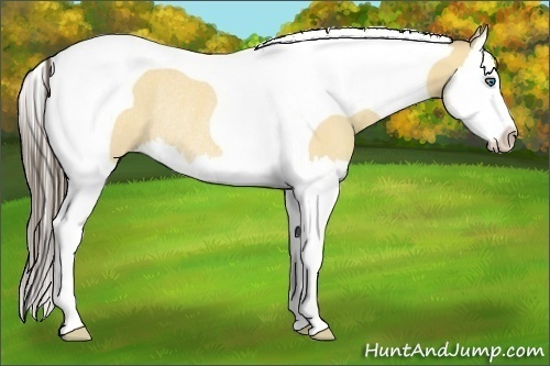 Horse Color:Amber Cream Champagne Dun Sabino Splash Tobiano Rabicano 