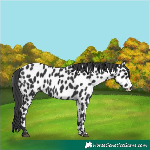 Horse Color:Black Appaloosa