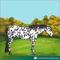 Horse Color:Black Appaloosa 