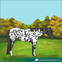 Horse Color:Black Near Leopard