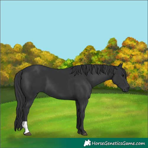 Horse Color:Black 