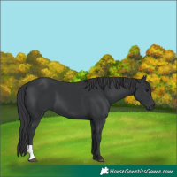 Horse Color:Black 
