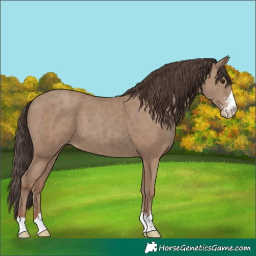 Horse Color:Unknown 