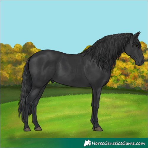 Horse Color:Black  and Black 