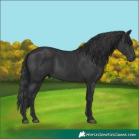 Horse Color:Black  and Black 