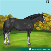 Horse Color:Black and Black Splash