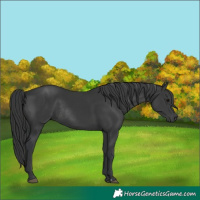 Horse Color:Black and Black Rabicano