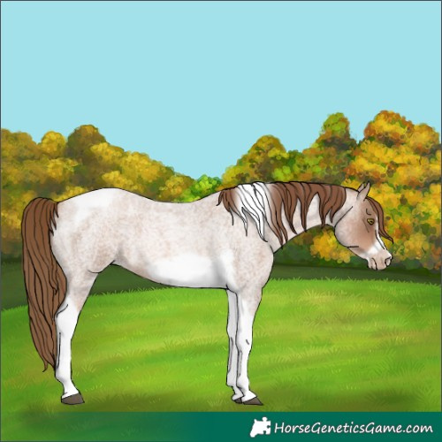 Horse Color:Liver Red Roan Pearl Tobiano Frame 