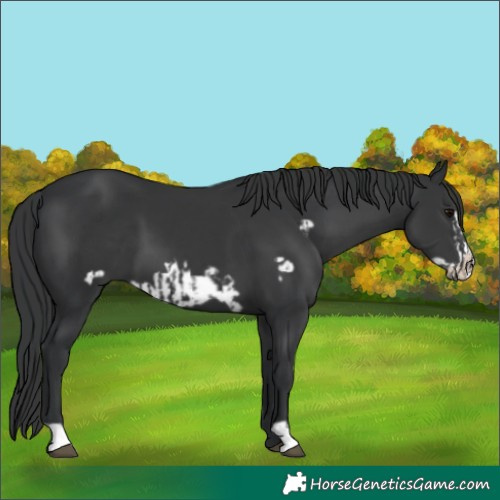 Horse Color:Black  and Black Frame 