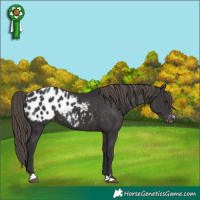 Horse Color:Smoky Black Appaloosa