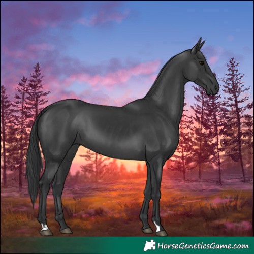 Horse Color:Black  and Black 