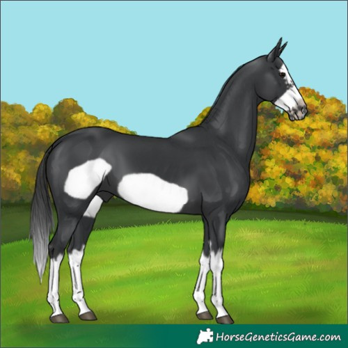 Horse Color:Black Splash Frame 