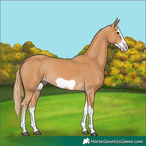 Horse Color:Chestnut Splash Frame
