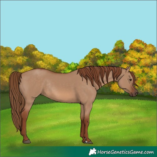 Horse Color:Red Dun Rabicano 