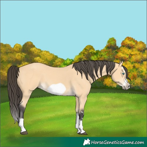 Horse Color:Buckskin Splash Frame