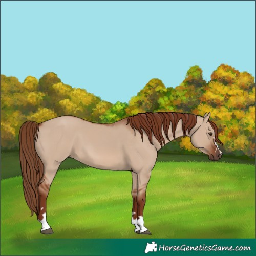 Horse Color:Red Dun