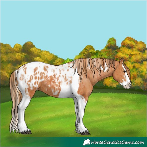 Horse Color:Bay Splash Tobiano Blanket  and Chestnut Splash Tobiano Blanket 