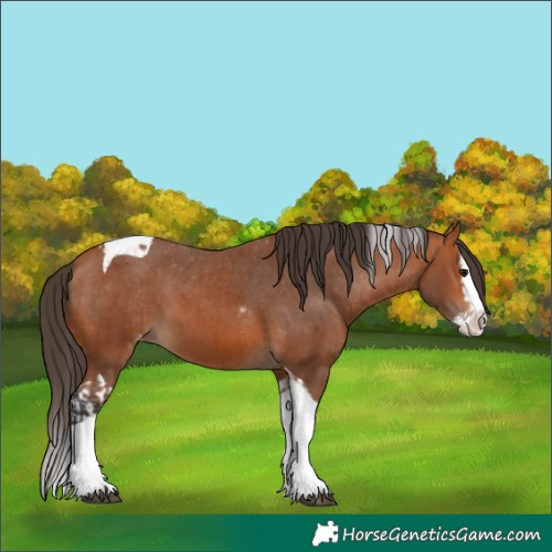 Horse Color:Bay Splash Tobiano Varnish and Bay Splash Tobiano Varnish