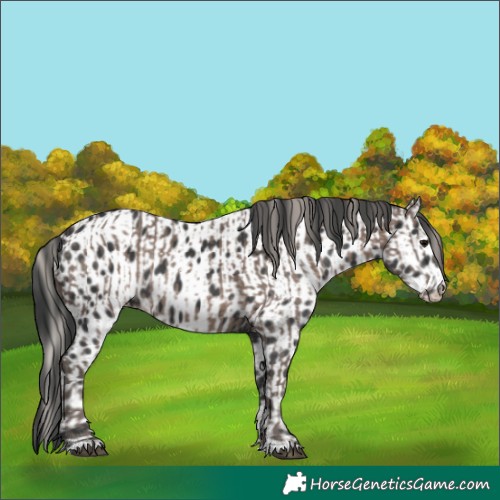 Horse Color:Silver Black and Black Appaloosa