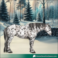 Horse Color:Silver Black and Black Appaloosa