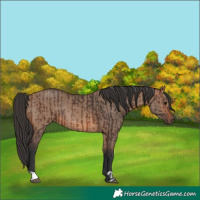 Horse Color:Brown Rabicano and Brown Dun Rabicano