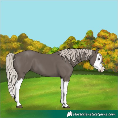 Horse Color:Silver Black Splash 