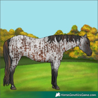 Horse Color:Liver Chestnut  and Blue Roan 