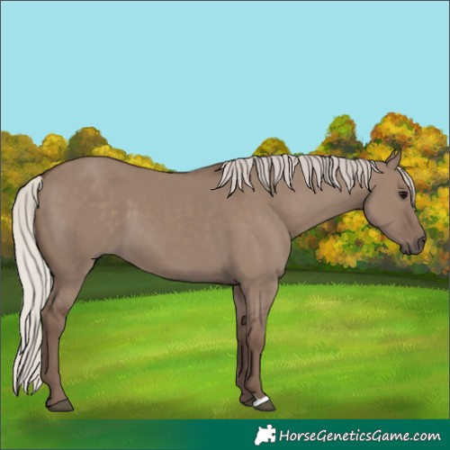 Horse Color:Silver Grullo