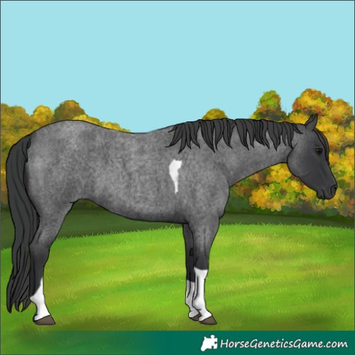 Horse Color:Blue Roan Tobiano
