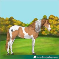 Horse Color:Chestnut Sabino Tobiano 
