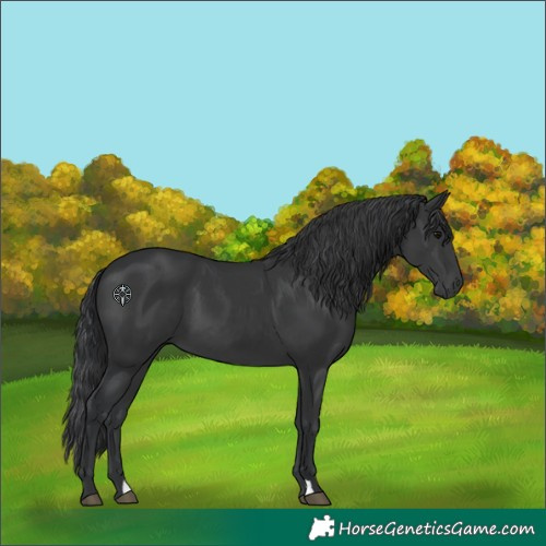Horse Color:Black  and Black 