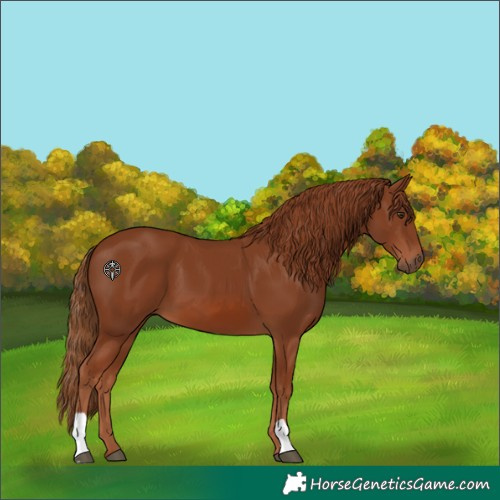 Horse Color:Chestnut 