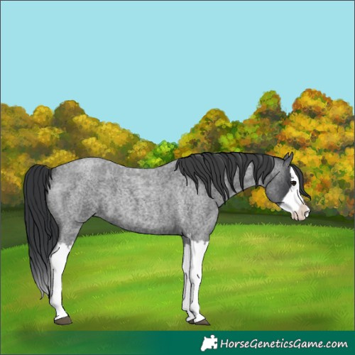 Horse Color:Unknown 