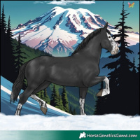 Horse Color:Black  and Black Splash 