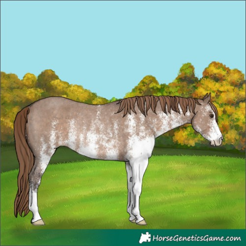 Horse Color:White Spotted Liver Red Dun Rabicano 
