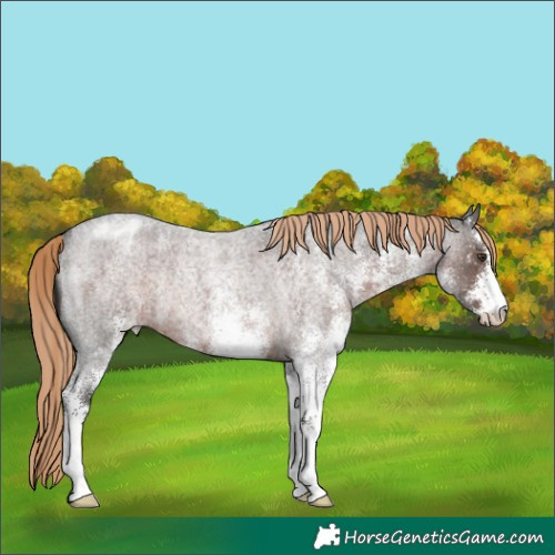 Horse Color:White Spotted Liver Red Roan Appaloosa Rabicano 