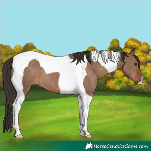 Horse Color:Liver Red Dun Tobiano 