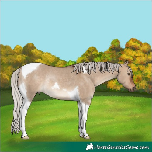 Horse Color:Silver Brown Dun Tobiano Rabicano 