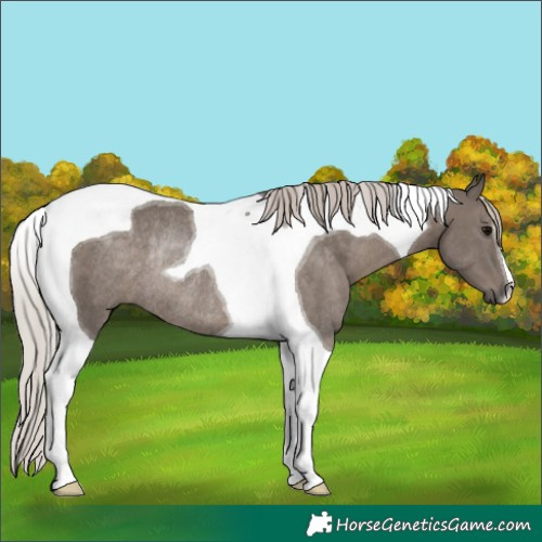 Horse Color:Silver Black Tobiano Rabicano 